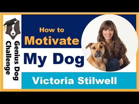 How to motivate your dog with Victoria Stilwell