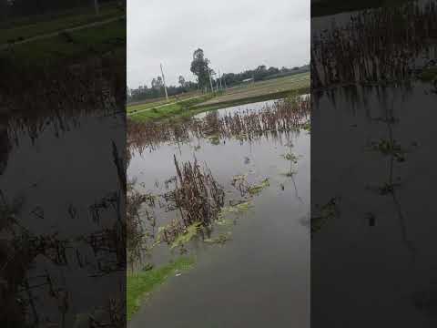 #Beautiful_Bangladesh #nature #song #barish #subscribe #travel #fyp #trendingsong #trendingshorts