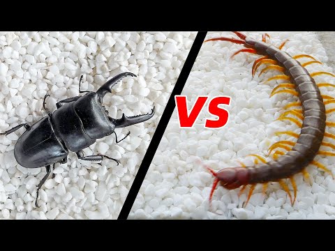when a centipede encounters a big beetle，What will happen?