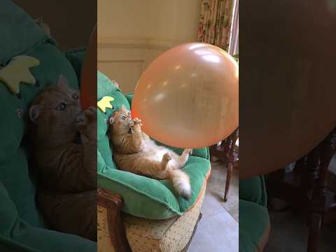 Cute 🥰 baby & cat 😺 comedy video #monkey #funny #comedyvideos #laughing #trending #viralvideo