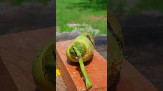 #coconutjuice #coconut #dailylaughs #fruit #funcontent