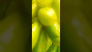 shorts# #job #shorttrousers #jobswitch