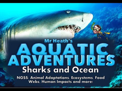 Aquatic Adventures - Sharks (Caribbean)