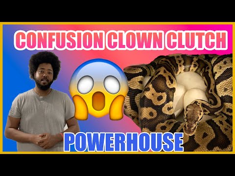 fifth clutch of the 2022 ball python season laid *(INSANE POWER)*