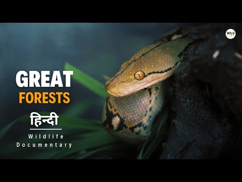 Great Forests - हिन्दी डॉक्यूमेंट्री | Wildlife documentary in Hindi