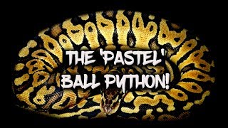 The Amazing 'Pastel' Ball Python!
