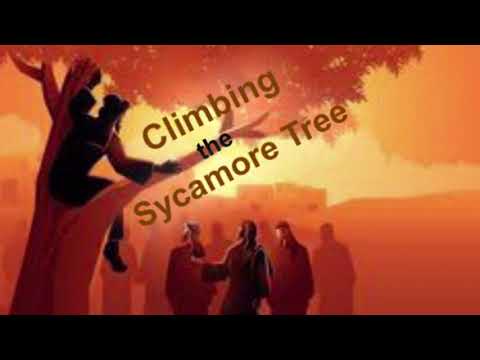 Climbing the Sycamore Tree