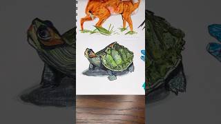 turtle sketch 🧸🐢