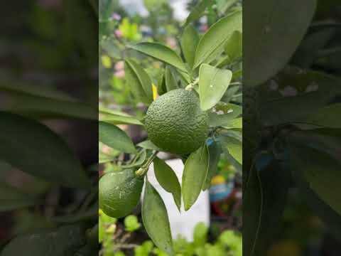 Satsuma Orange..🍊🍊🍊#gardening #citrusinapot #citrusfruit #food  #fruits #plantsinpots