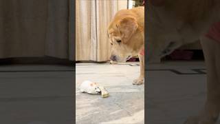 Fake mouse prank on leo😂 #shorts | Anant Rastogi
