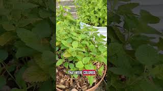 Lemon Balm Update #chaoticattempts #healthyplants