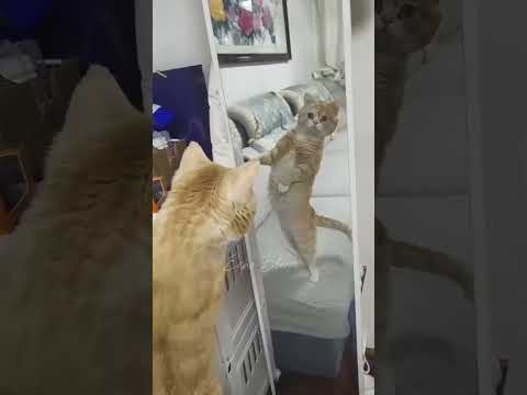 Lovely and built different #funny #pets #funnyanimals