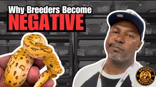 Why Ball Python Breeders Quit: The Hard Truth No One Talks About