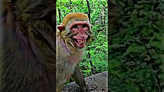 Monkey Funny Video #funny #beautifullgoats #funnyanimal #comedy #farming101 #animalhumor
