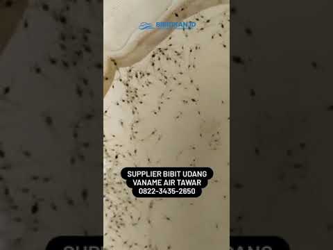 Jual Bibit Udang Vaname Air Tawar | 0822-3435-2650