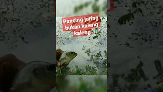 pancing jaring pakai pelampung #pancingjaring #mancingjaring