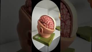#medical #baby #childrenscartoon #anatomy #childrensshow #expectingpigchanges #pregnant #peppapig