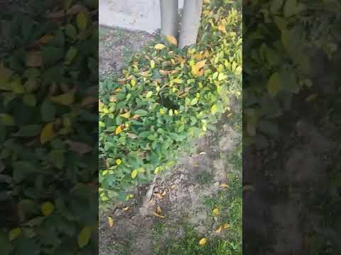 tagore hostel #chandigarhuniversity #shorts