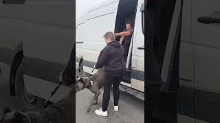 Rubens Home #dogs #pettravel #petfriendlytravel #precioispetstransport#
