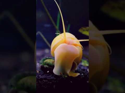 Munchies Underwater Exploring Aquatic Delights | #shorts #4k - promomunchies