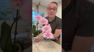 Two main ways that Phalaenopsis orchids can flower.