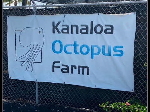 Kanaloa Octopus Farm