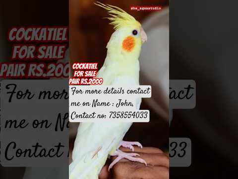 Cockatiel for sale ,pair Rs.2000#birds #parrotsinging #petloversparrotsong #birdslover #sales #pet