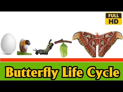 Life Cycle of a Butterfly 2021 - Awesome video about White Butterfly