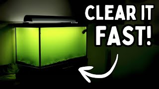 How to Fix Green Water in Your Aquarium (3 Ways)