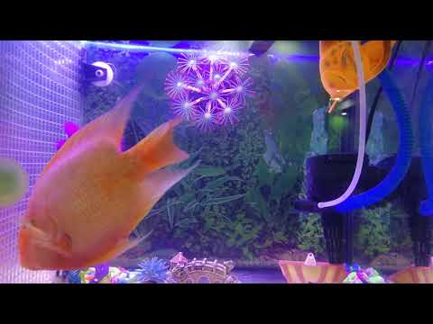 Parrot Fish Pinky Incredibly Clever 4K