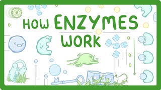 GCSE Biology - What are Enzymes? (2026/27 exams)