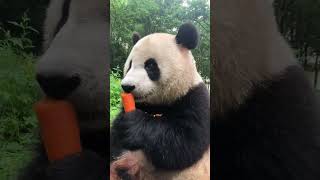 foodie#panda #pandas #pandaeyes #pandagram #pandacub #pandapanda #pandapower #pandababy #pandaeating