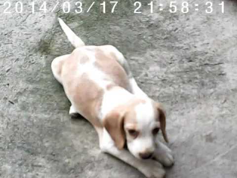 Charcoal Pinchoy Lemon part 2
