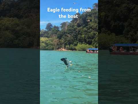 Langkawi island Malaysia Eagle feeding. #malaysia #langkawi #eagles