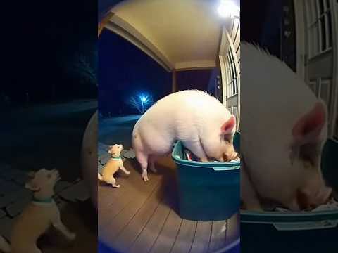 Bro Had Enough 🤣 #animals #funny #shorts