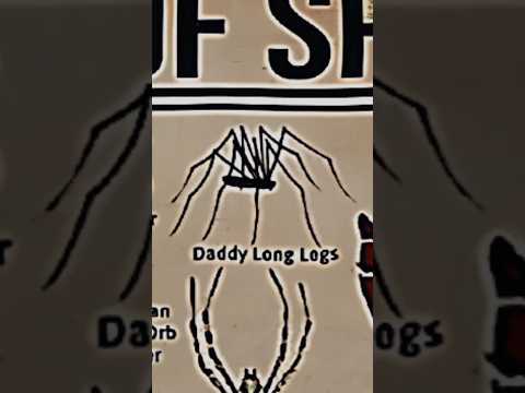 TYPES OF SPIDERS|DADDY LONG LEGS 😅😅|PART-10|#creature #spider @LIKEMYTH@MrBeast@tseries