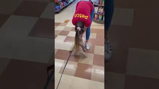 Pitbull Life_Pocket Bully Happy To Be At Petco