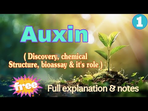 Auxin full explanation with discovery and it's roles in plant / BSC 3rd sem nep syllabus 
