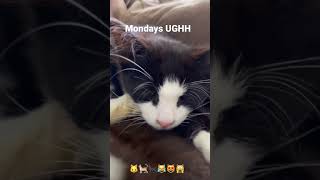 Tech reviews mounting but it’s Monday #techreviews #techreviewmonday #dontlikemondays