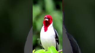 Cardeal do Nordeste - Uma das Aves Mais Lindas do Brasil #shorts #cardealdonordeste #galodecampina