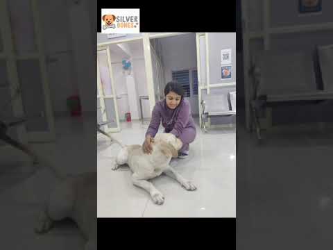 silverbones pet spa and grooming