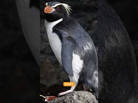 Day 3 of the 24 days of penguins Snares Penguin
