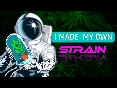 Germinating my own strain of Cannabis! [Blue Freezie Grow Series EP.1]