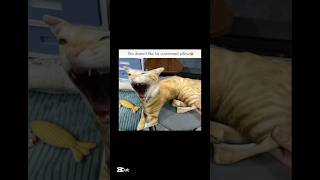 bro doesnt like his customized pillow 😅 #funny #meme #cat #funnymeme
