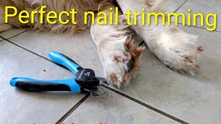 How to trim dog's nails and tips for success 