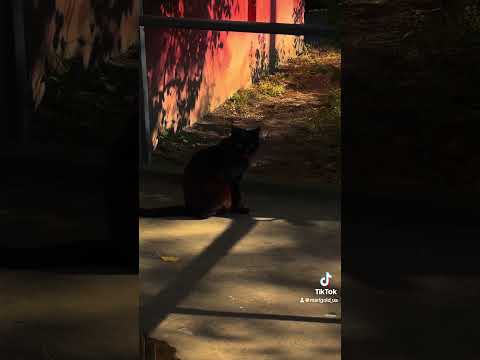 Чорний кіт . Black cat. #кіт #котик #cat #cats #blackcat