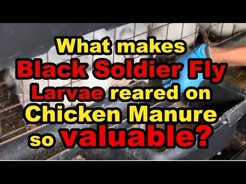 What Makes Black Soldier Fly Larvae Reared on Chicken Manure So Valuable?