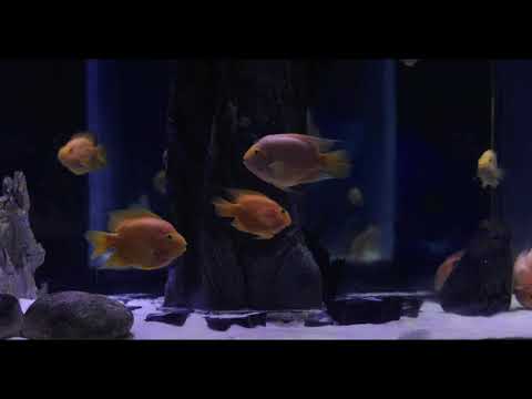 Relaxing Video | Aquarium Fish Background | Relaxation with Water Sound | Ty Screensaver -10 Hours 🐠