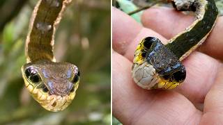 Snake Caterpillar 😱 This Is NOT a Snake!