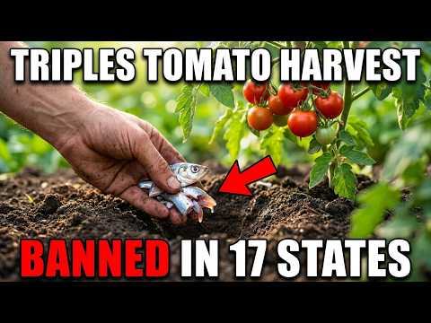 BANNED in 17 States: The $3 Kitchen Scrap That EXPLODES Tomato Harvests